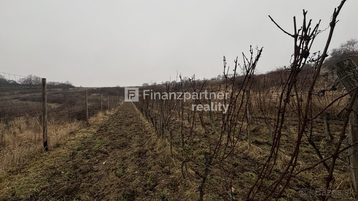 REZERVOVANÉ - Vinohrad 1862 m², v meste Pezinok + 3D - 19