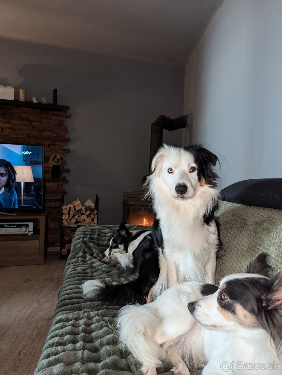 Border kolia tricolor - 19