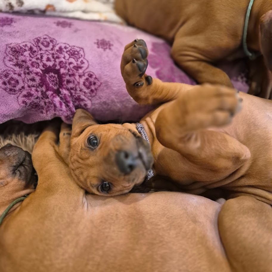 Rhodesian Ridgeback - vymazlená štěňátka s PP - 19