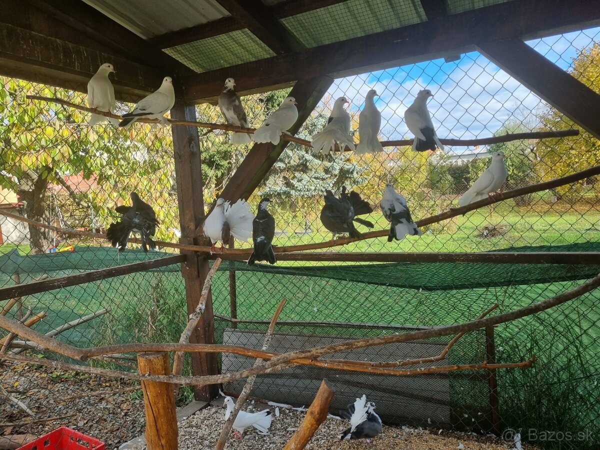 Holub ryman , hohub pávik - 19