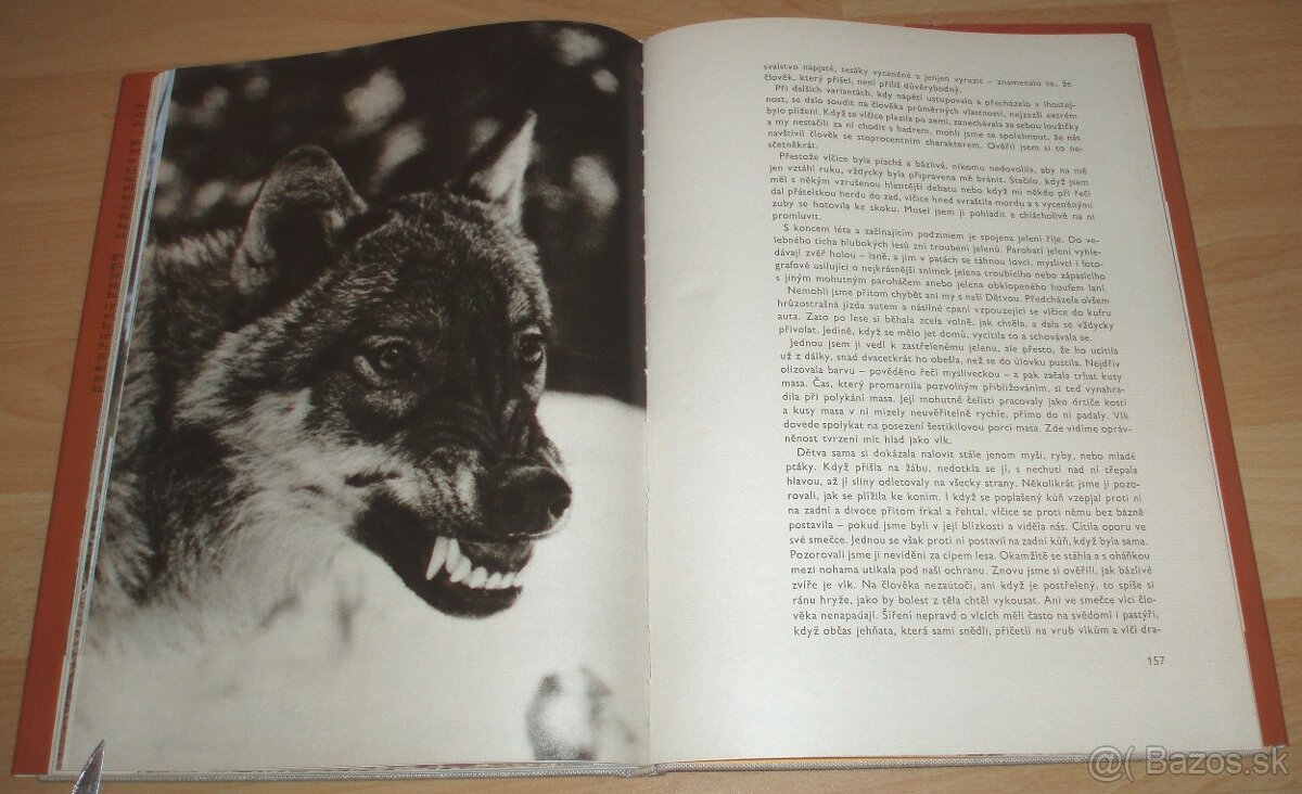 Osamělá vlčice - 19