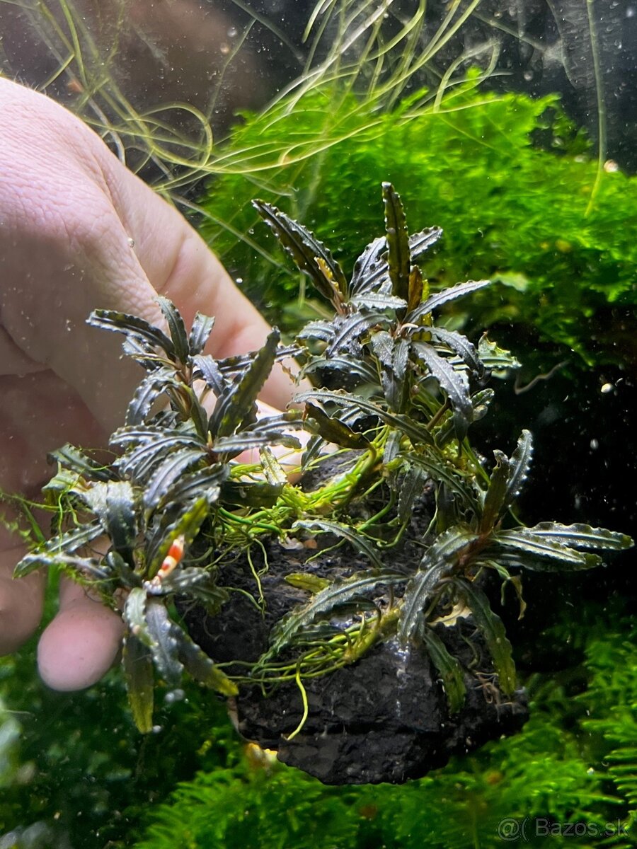 Krevetky Neocaridina - 19