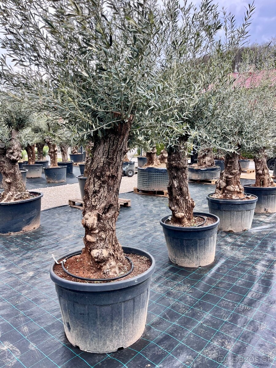 Olivovník - 19