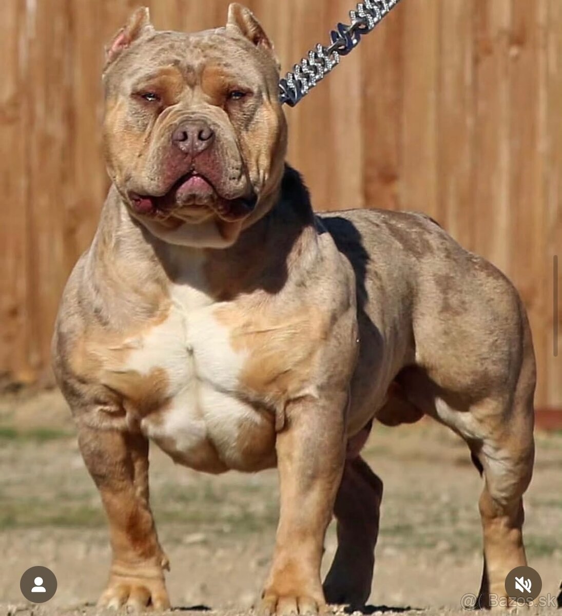 American Bully XL (Pitbull XXL) - 19