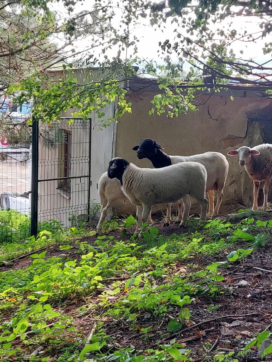 Holandska mini koza a baran Quessant - 19
