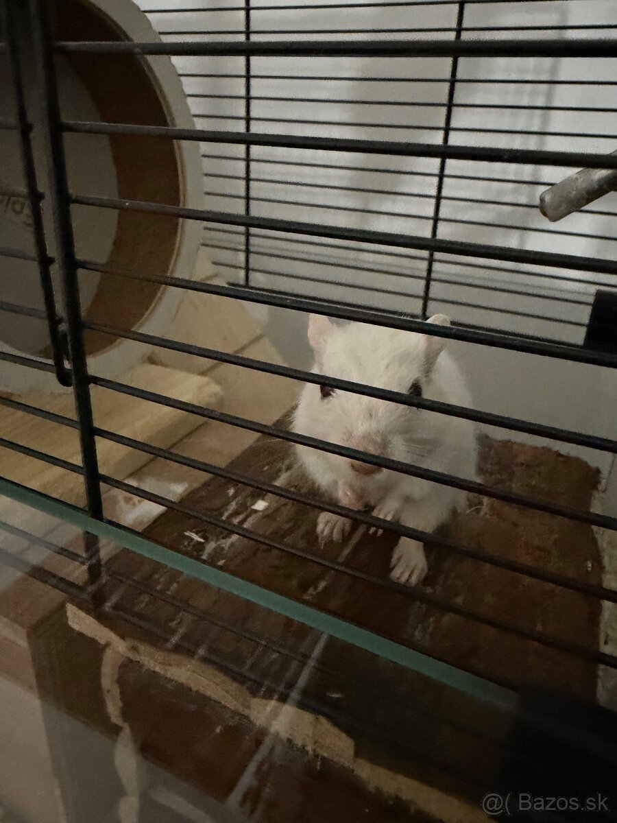 Darujeme pieskomila - 19