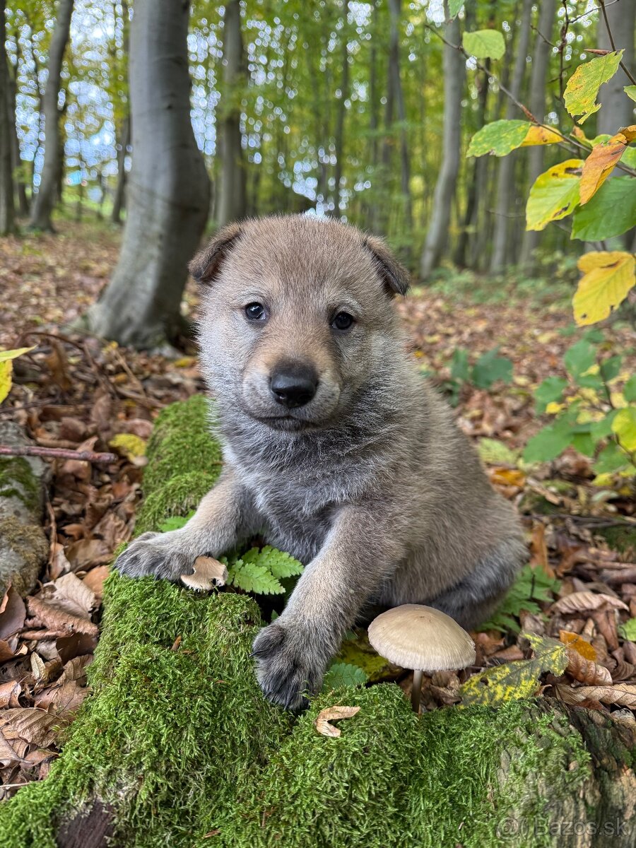 československý vlčiak s PP (FCI) - 19