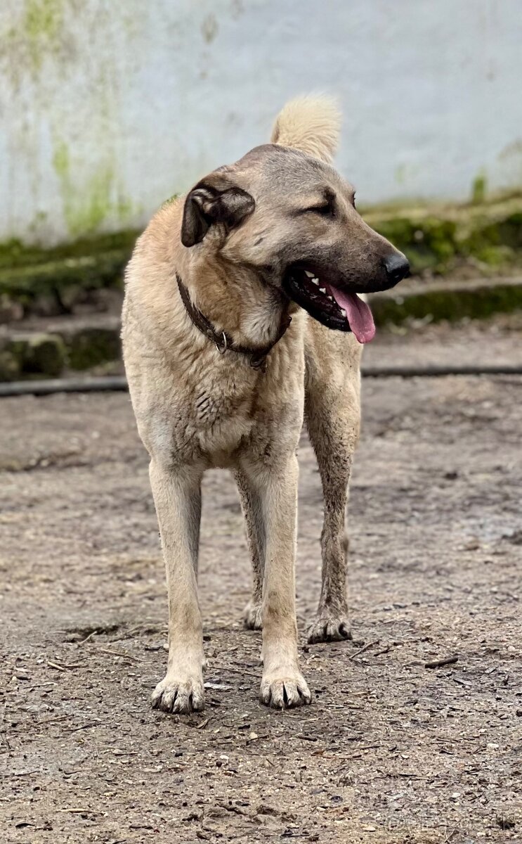 KANGAL - štěňata již K ODBĚRU, iba sučky - 19