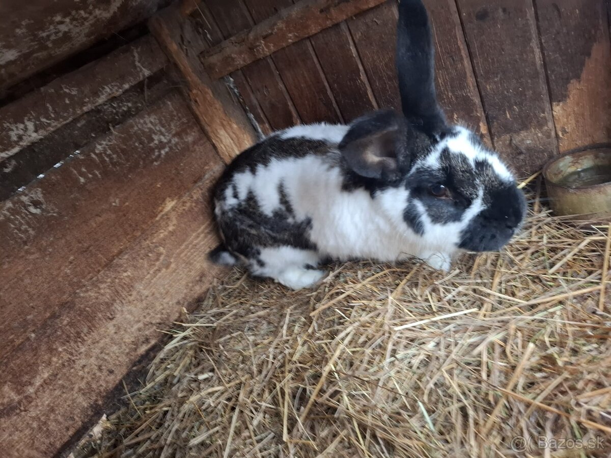 Zajace na predaj - 19