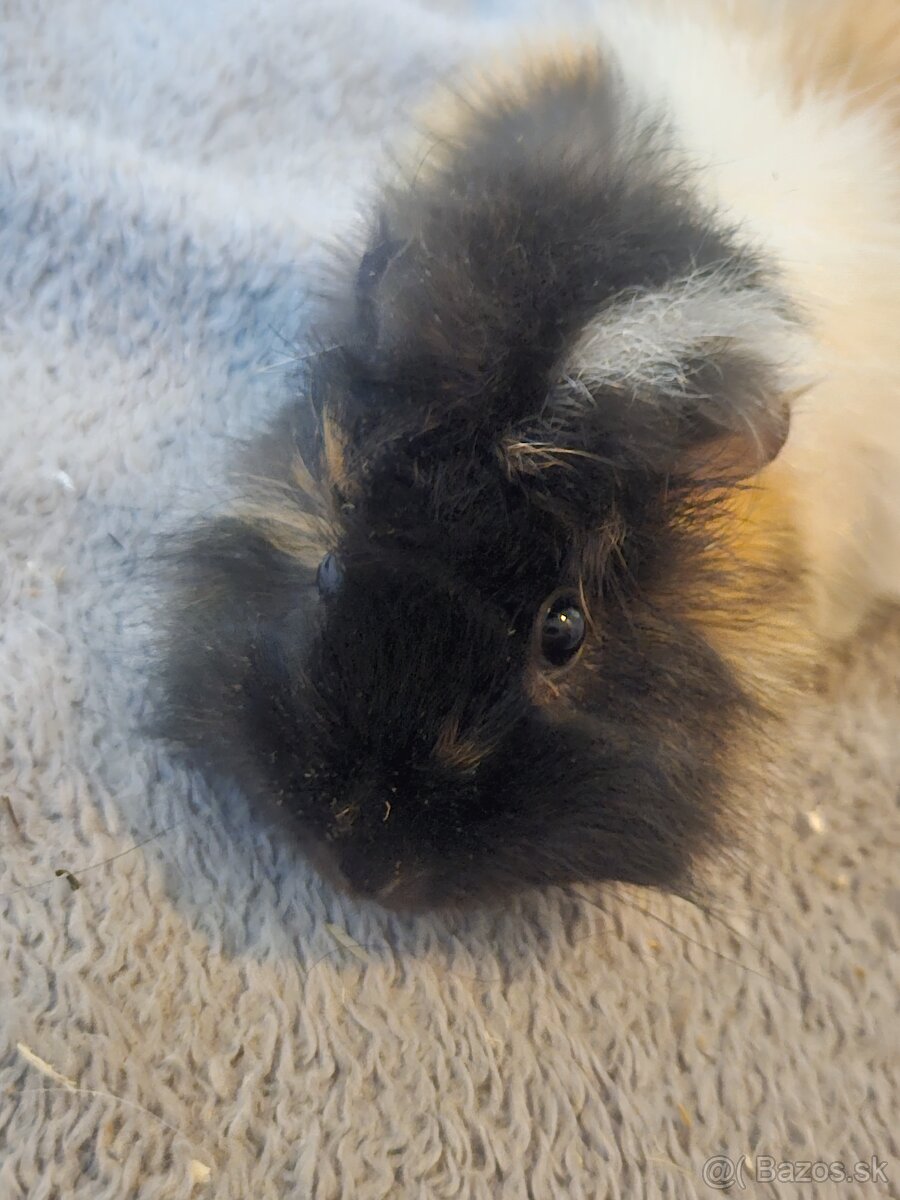 Morske prasiatka - 19