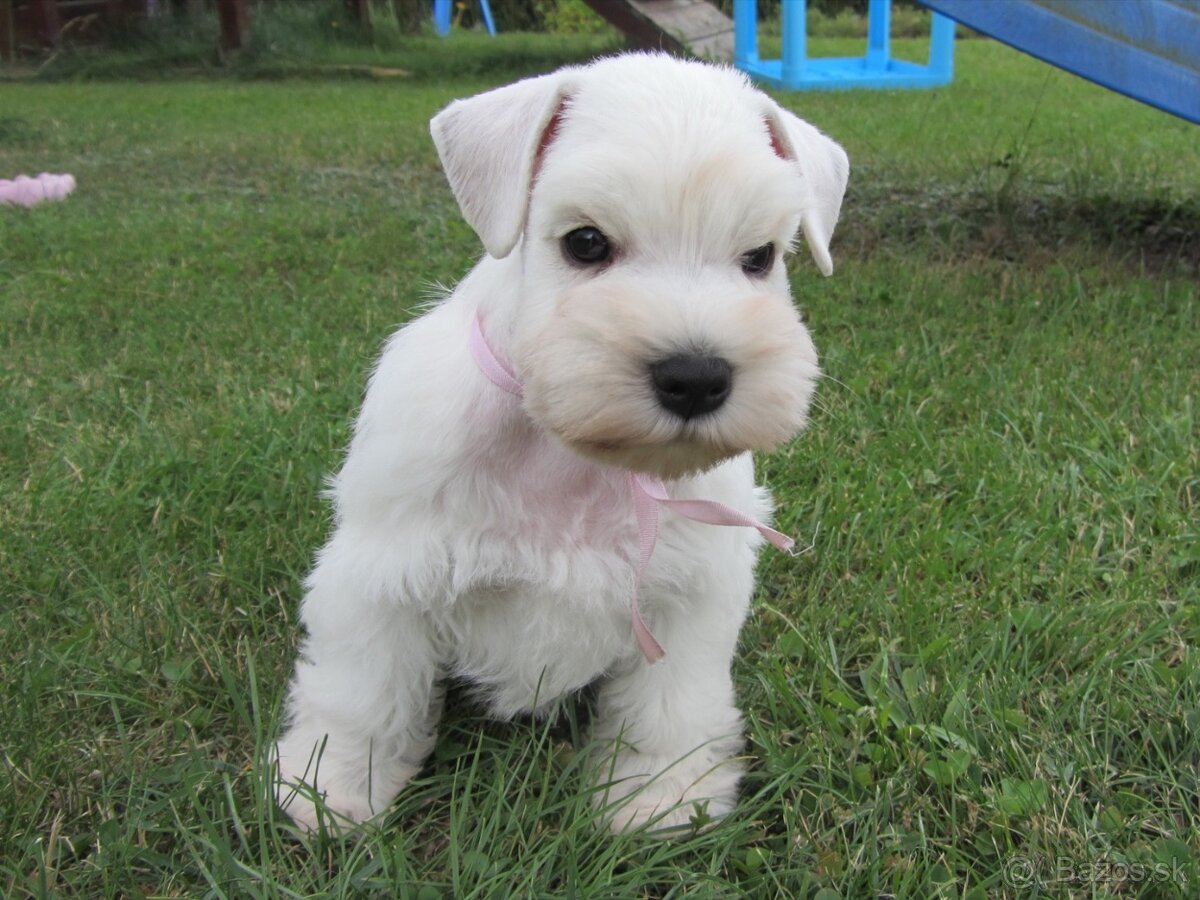 Bradáč malý biely - šteniatka s PP - sučky - 19