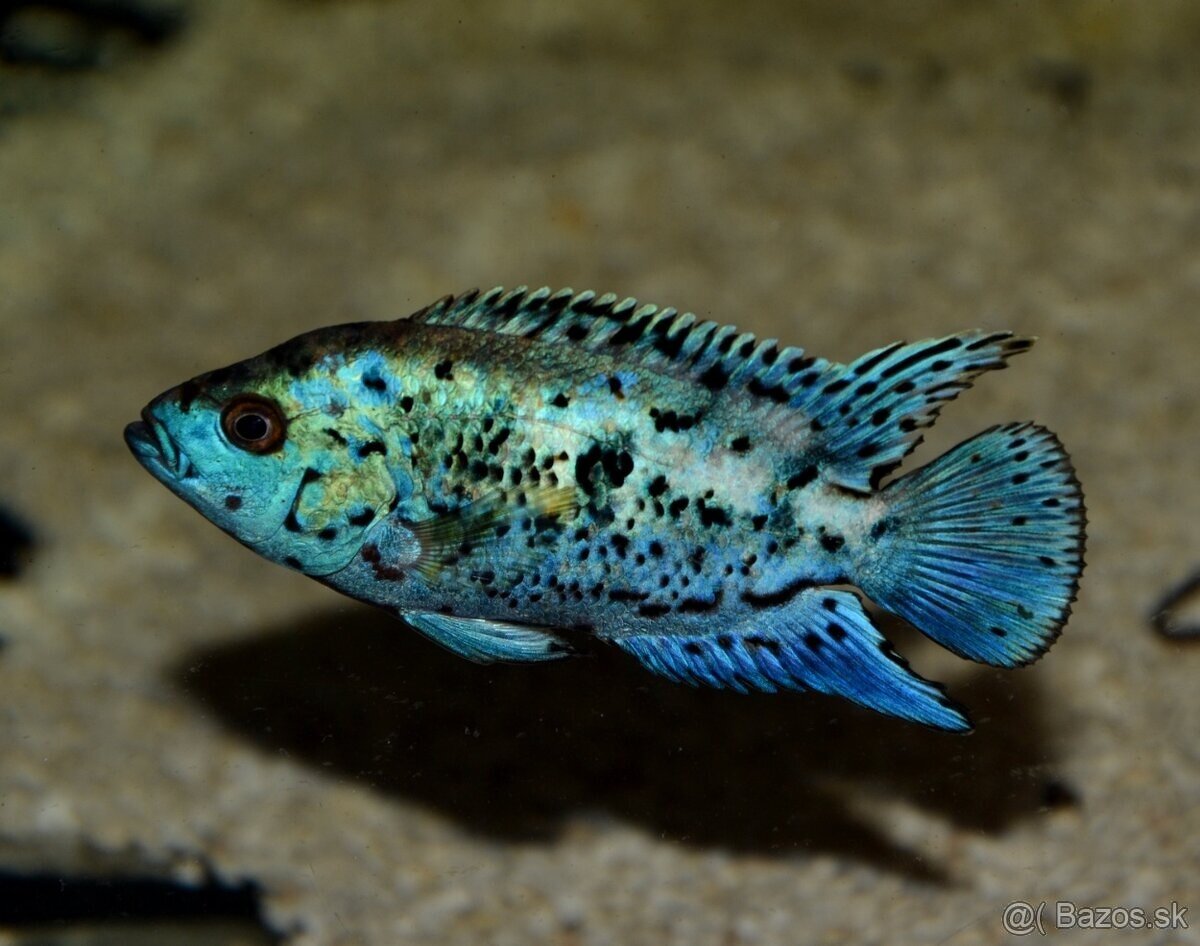 Americké cichlidy - 19