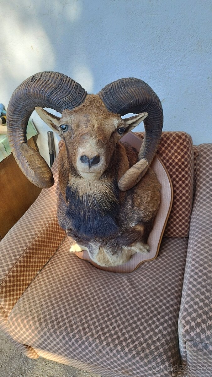 Predám preparát zlatého muflona. Parožie zhody trofeje. - 19