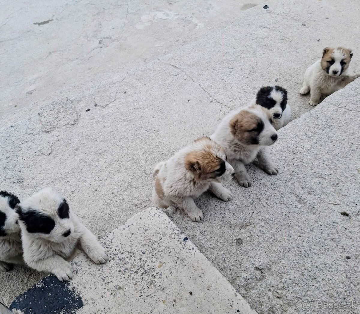 Stredoázijský ovčiak- šteniatká - 19