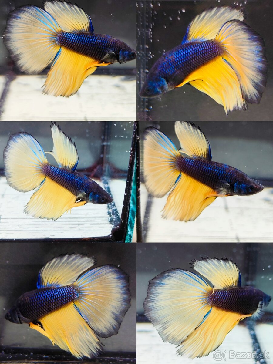 Betta Splendens - Bojovnica Pestrá. - 19