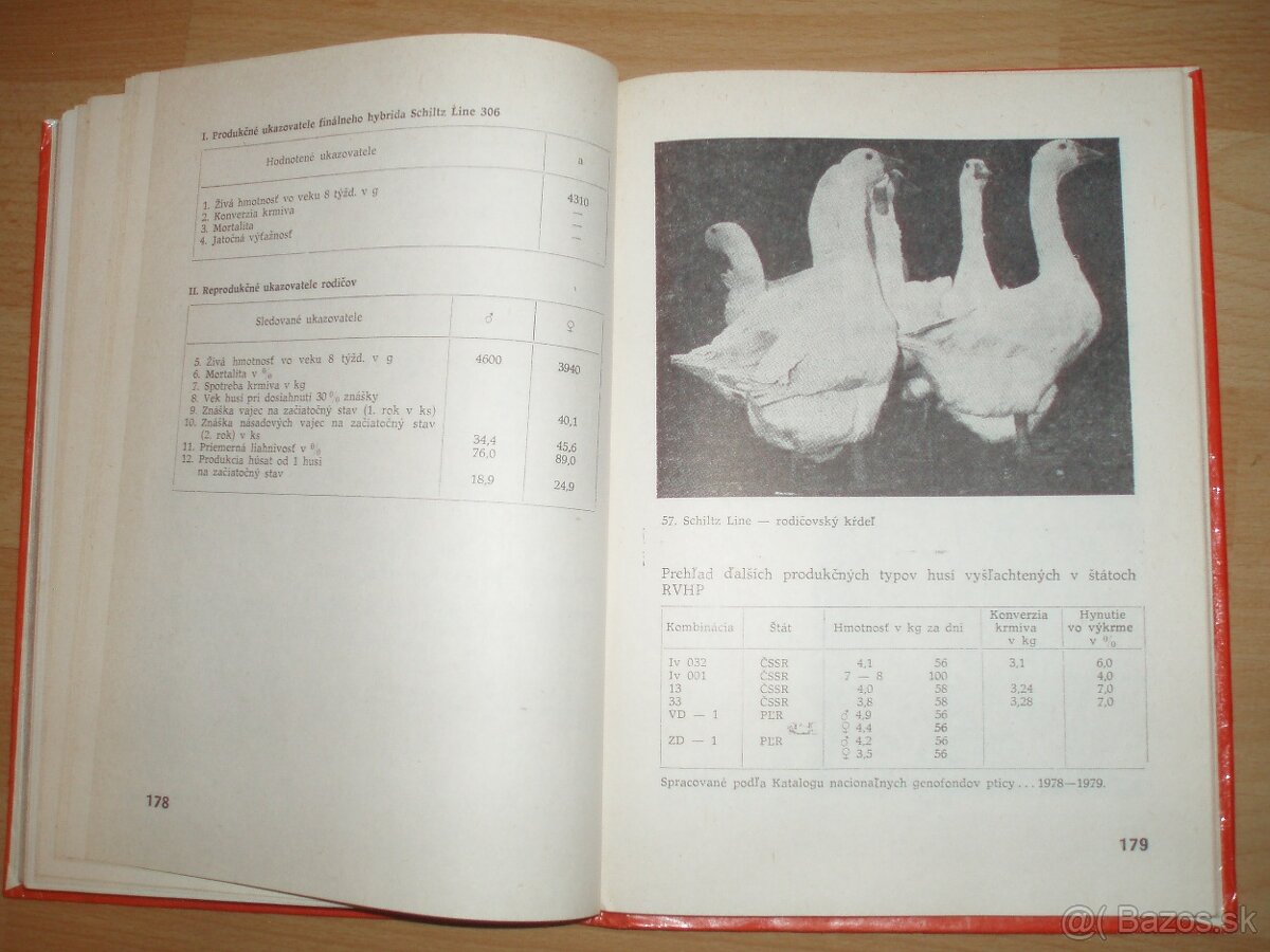 Najvýkonnejšie plemená a typy hydiny - 19