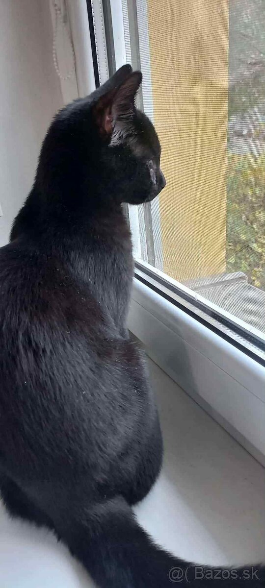 Darujem kocúrika - 19