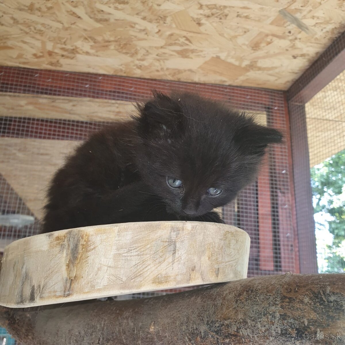 Ponukam maciatka - 19