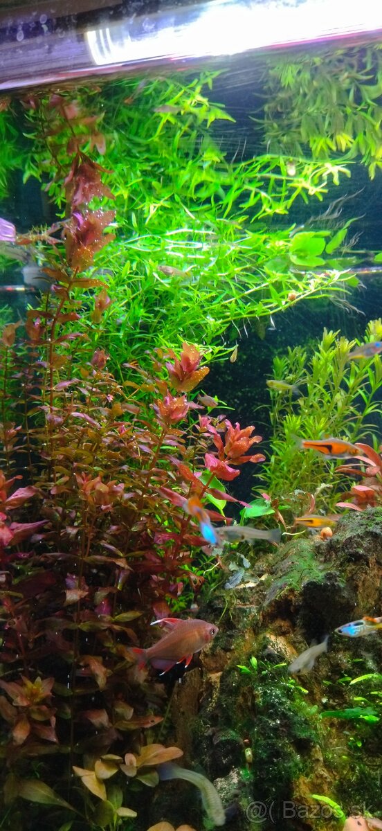 Akvarijne rastlinky z prestrihu - 19