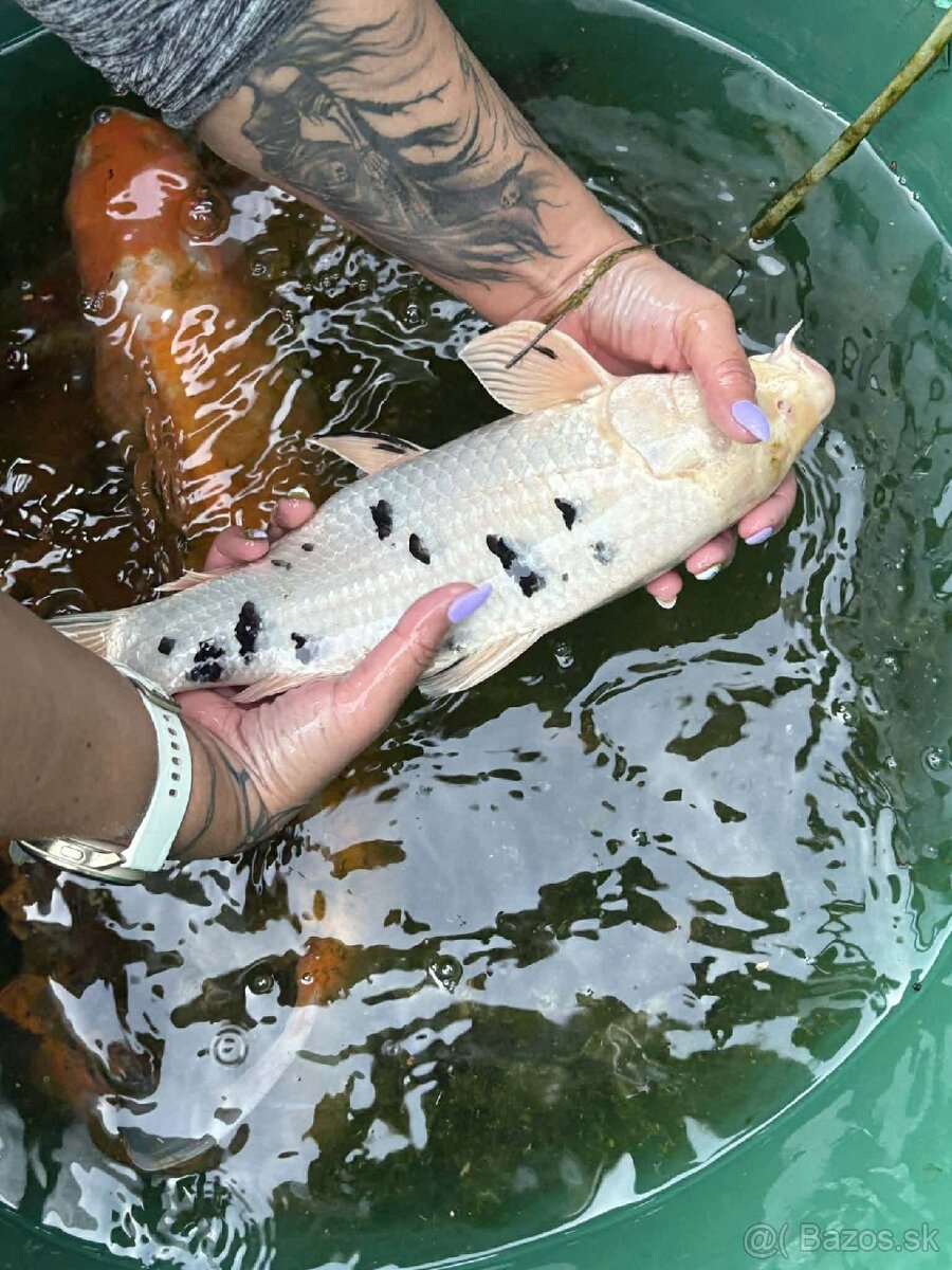 Jazierkove ryby - 19