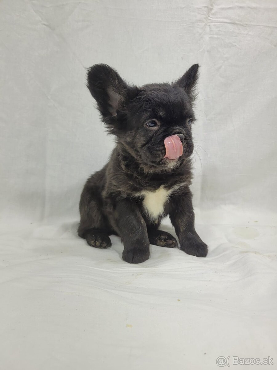 Francúzsky buldoček - 19