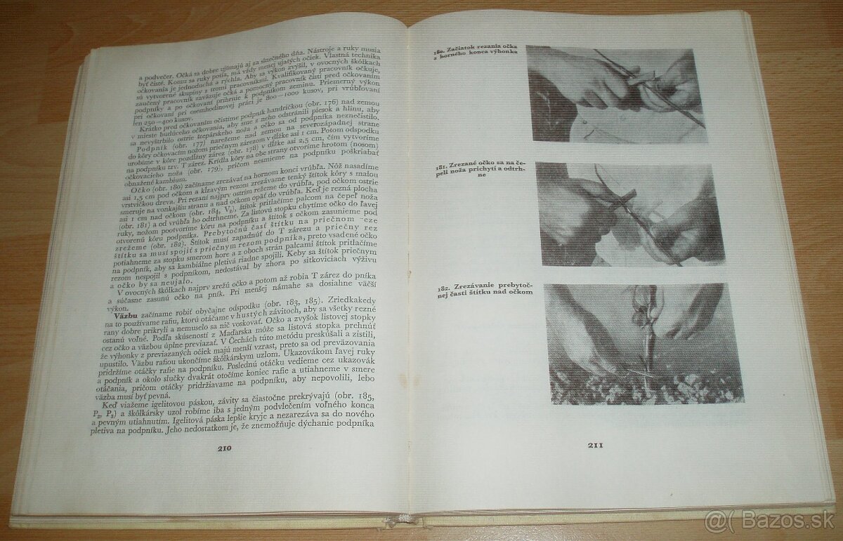 Štepenie, očkovanie a preštepovanie drevín - 19