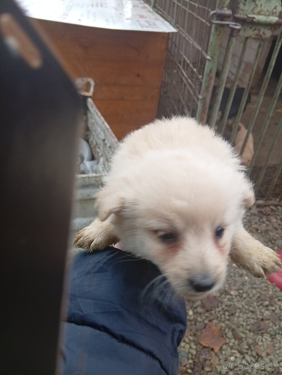 Predám 8-týždnové šteniatka 1 za 20€ - 19