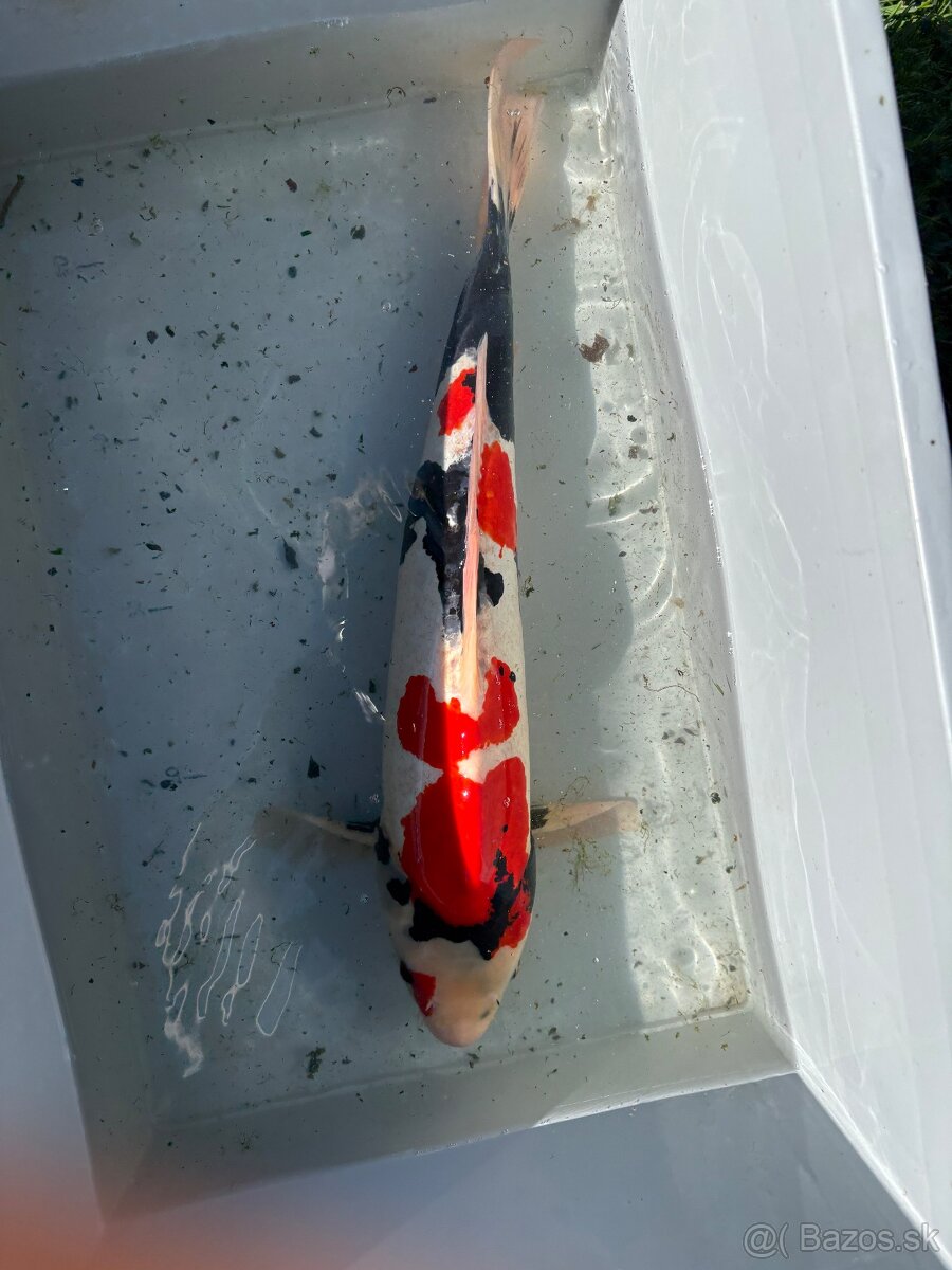 Japonské Koi kapre - 19