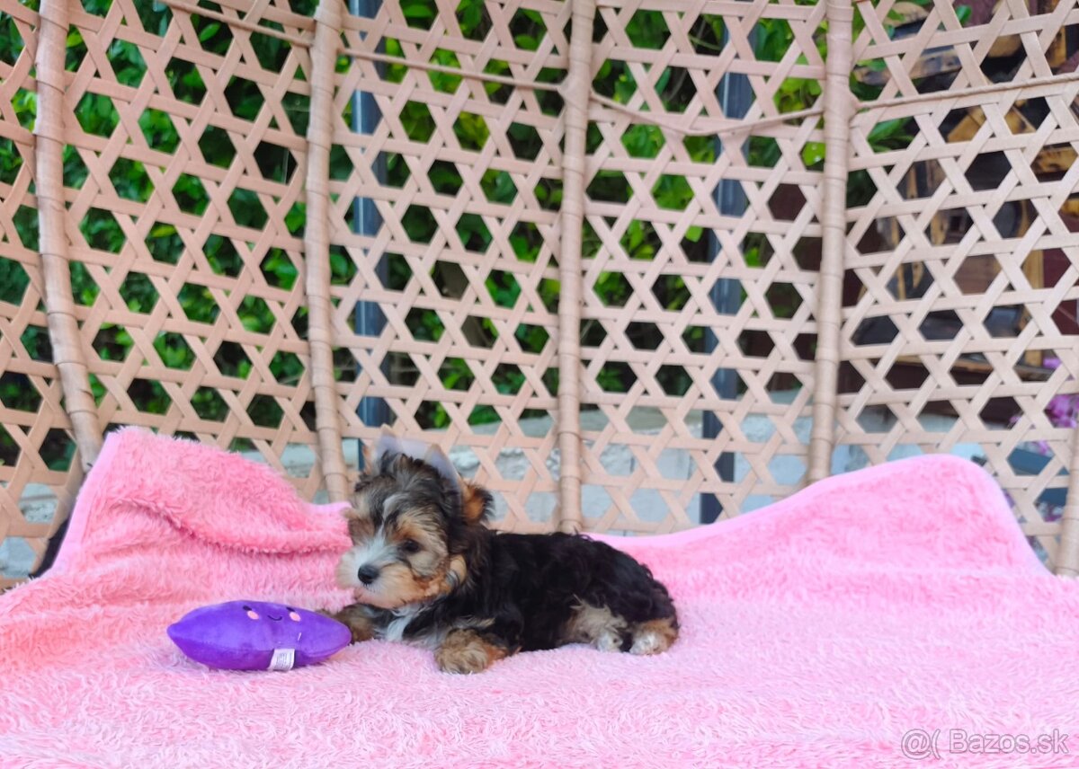 Yorkshire terrier - 19