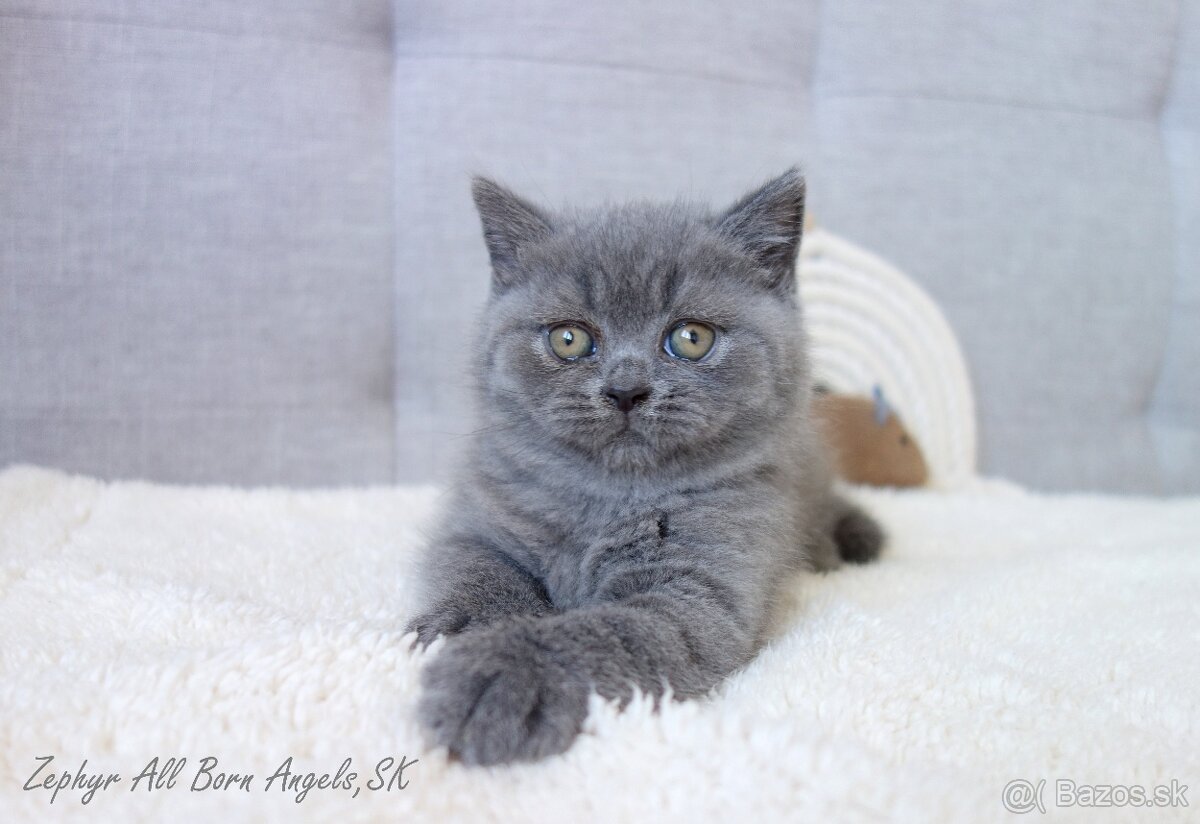 Britské mačiatka s PP ♥ - 19