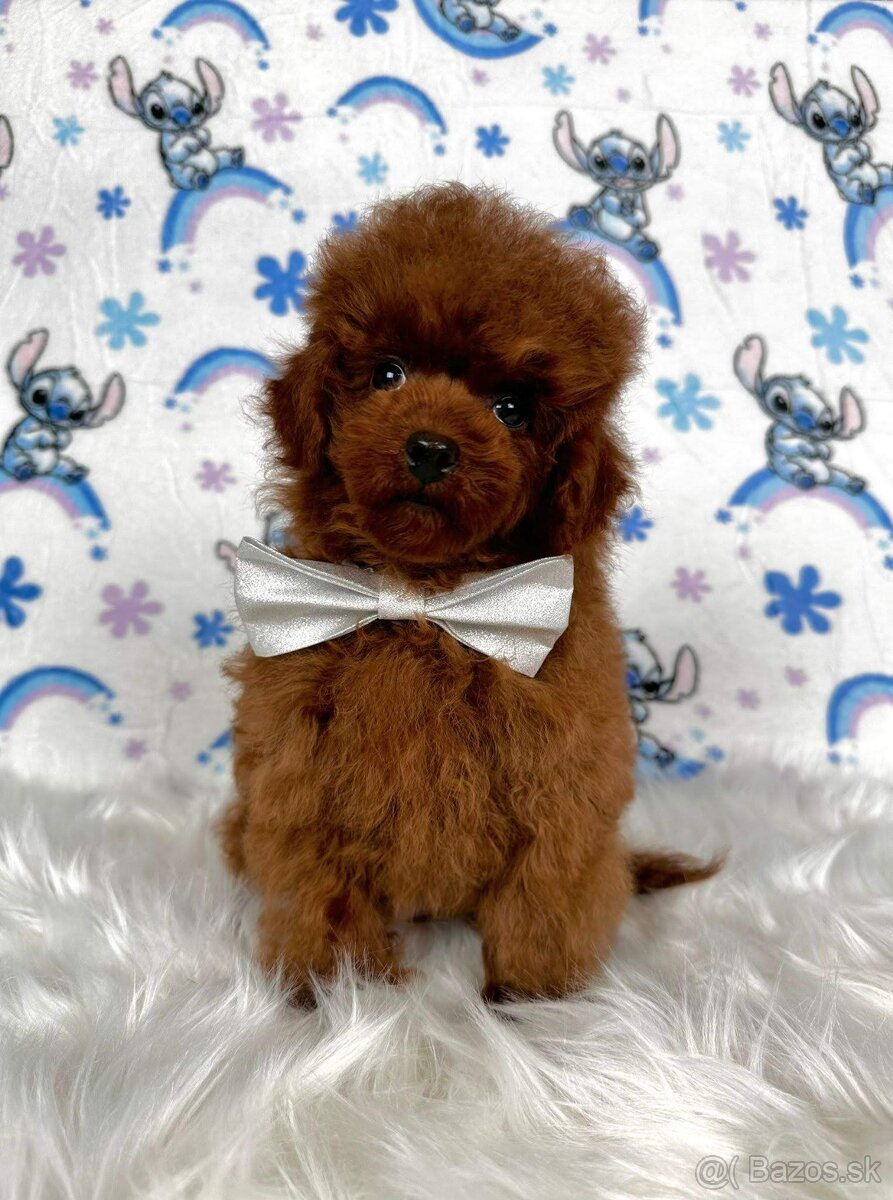 Pudel toy/Pudlík toy - red brown psíček - 19