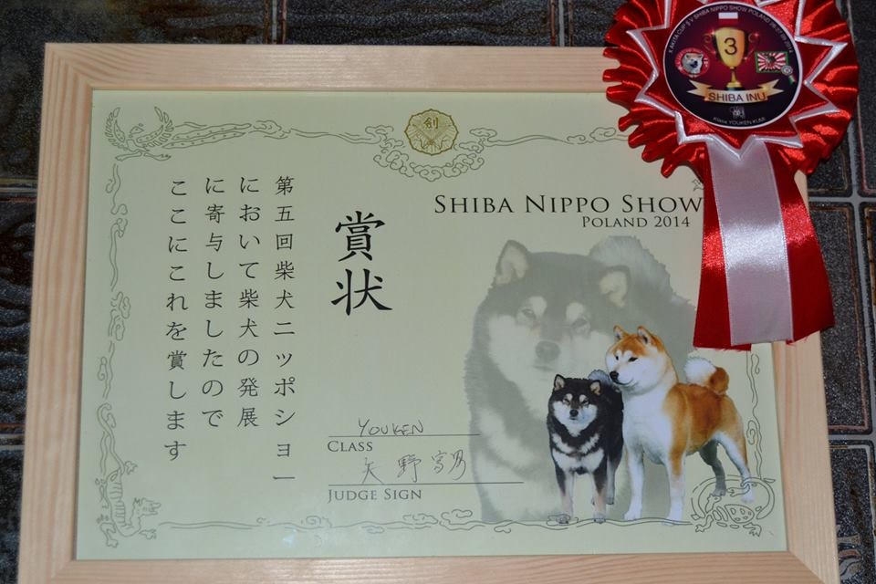 Shiba inu s PP /FCI / - 19