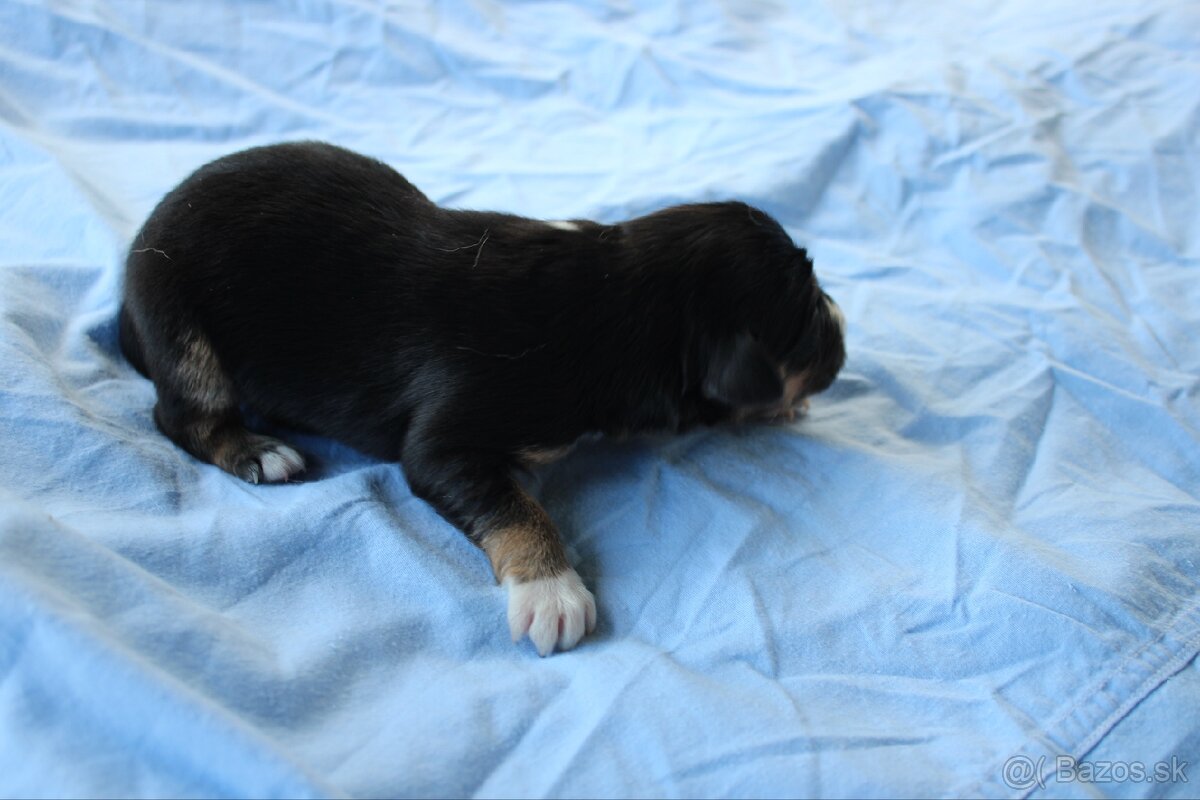 Ponúkam šteniatka - 19