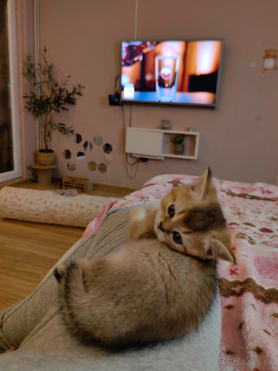 Britská krátkosrstá mačka - 19