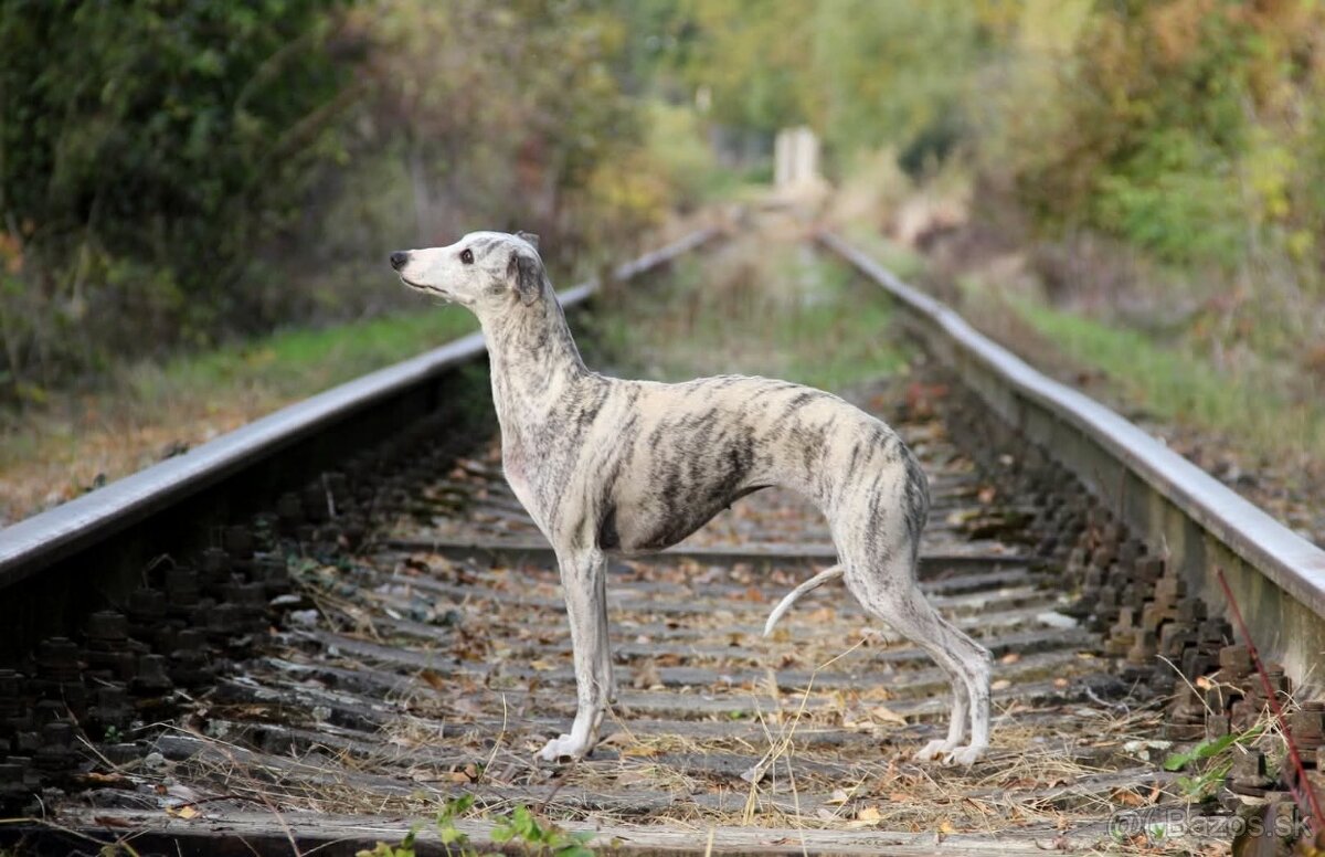 Vipet, Whippet s PP - 19