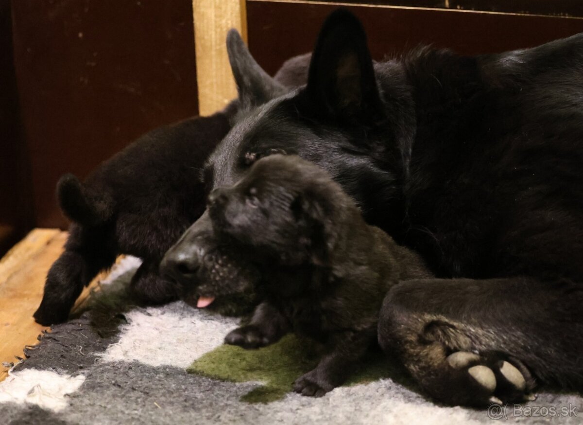 Nemecký ovčiak s PP - 19