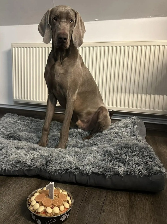 Weimarský krátkosrstý stavač - štěniatka s PP - 19