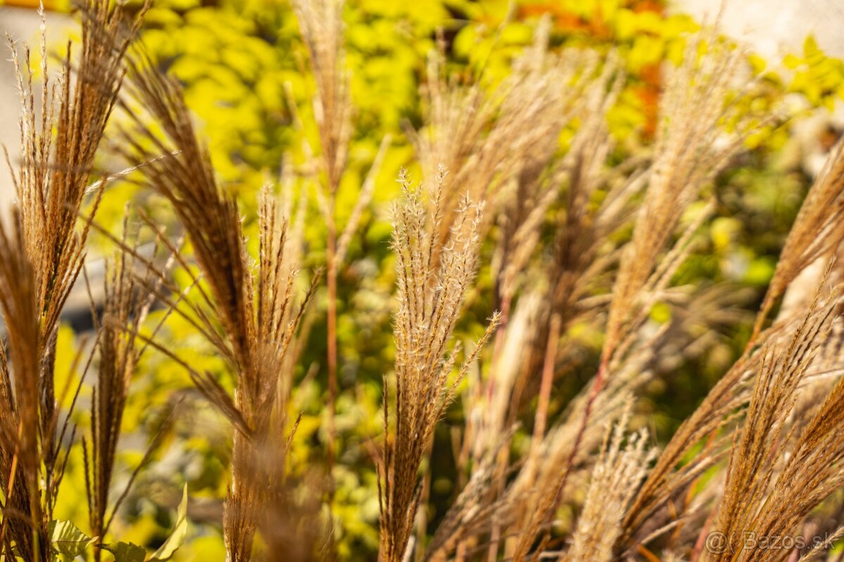 Rodinný dom Bojice,garáž, 958 m2 - 19