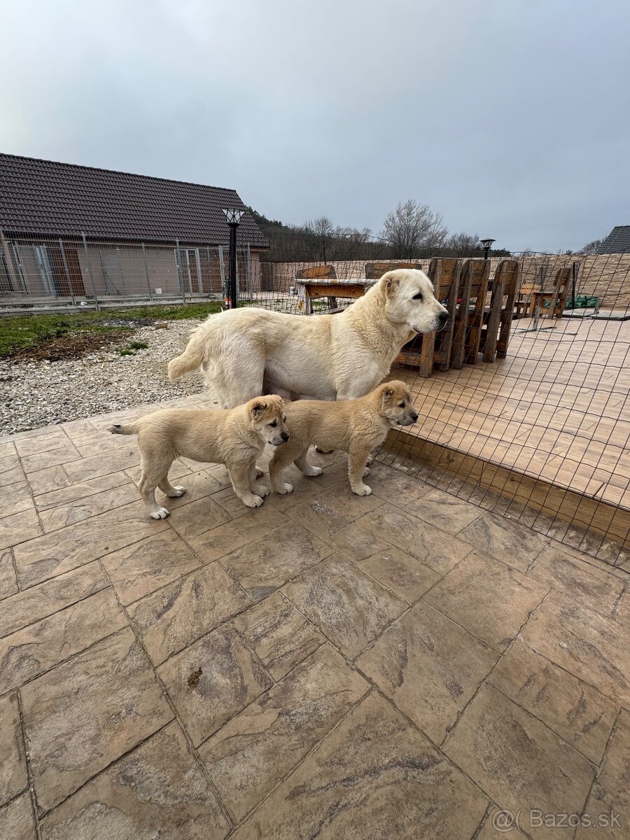 Stredoázijský ovčiak SAO - 19