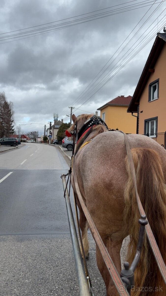 Pripúšťanie plemennými žrebcami - 19