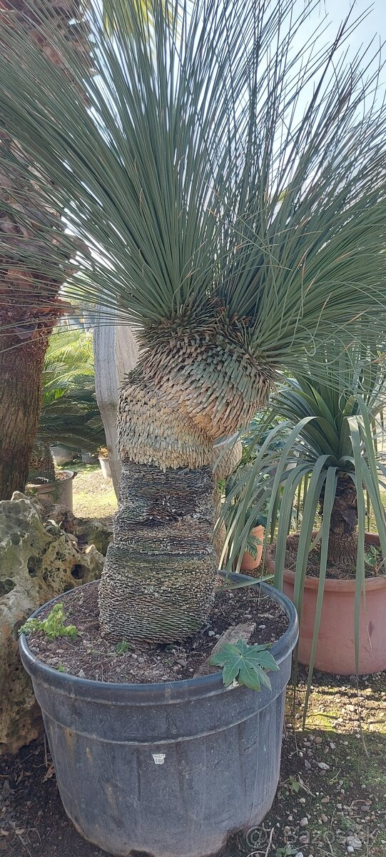 Palmy, cykasy,olivovníky - 19