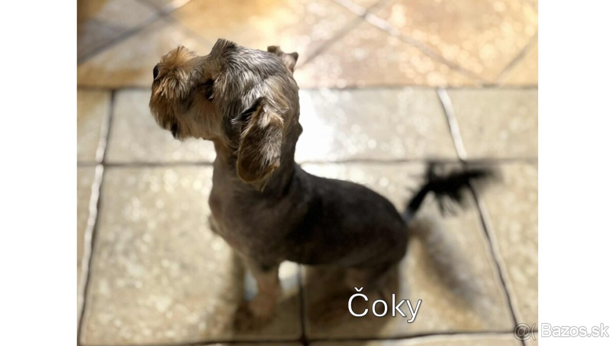 Baricsfarma ponúka na predaj yorkshirských teriérov - 19