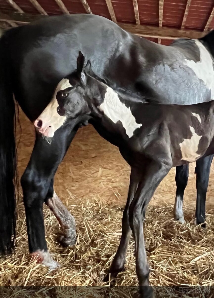 Pripúšťanie Paint Horse - 19