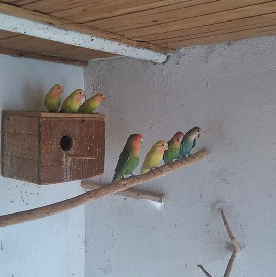 Agapornis Ruzovohrdly - mladé 2025 - 19