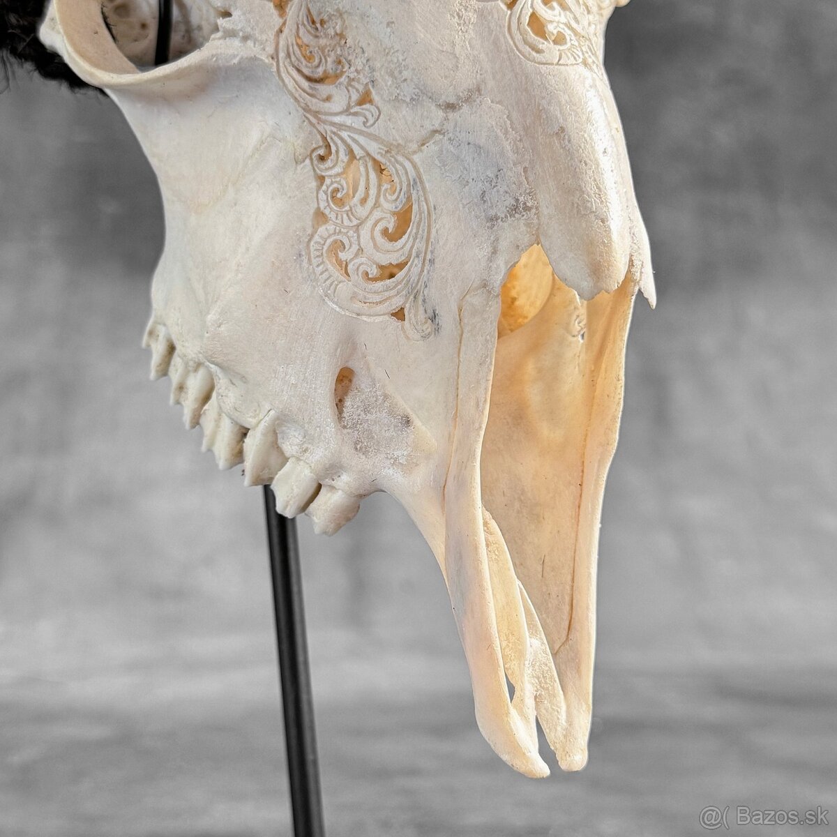 Autentická biela vyrezávaná lebka kozy - motív veľký lotos - 19