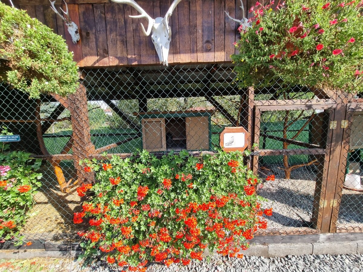 Voliery , klietky - 19