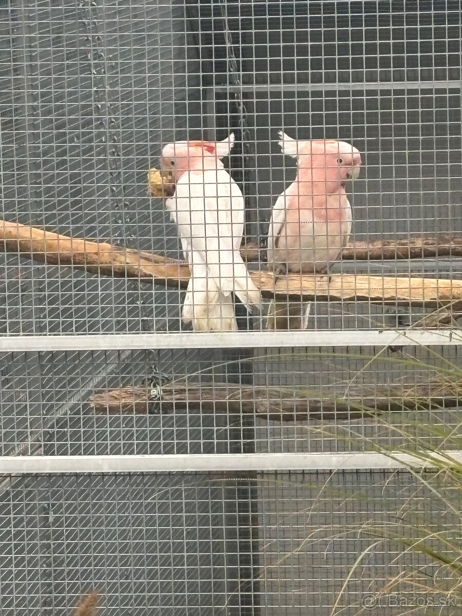 Kakadu inka , Ara arakanga - 19