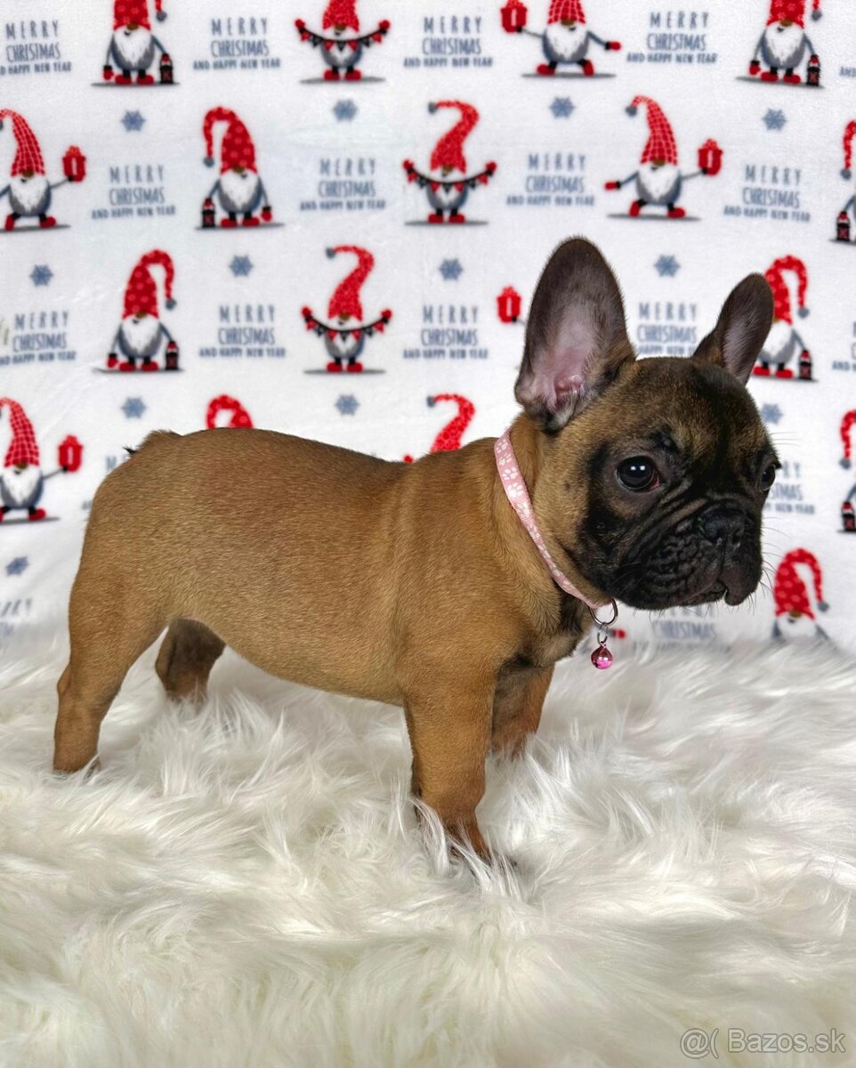 Francúzsky buldoček s PP - sučka BAMBI 🌸 - 19