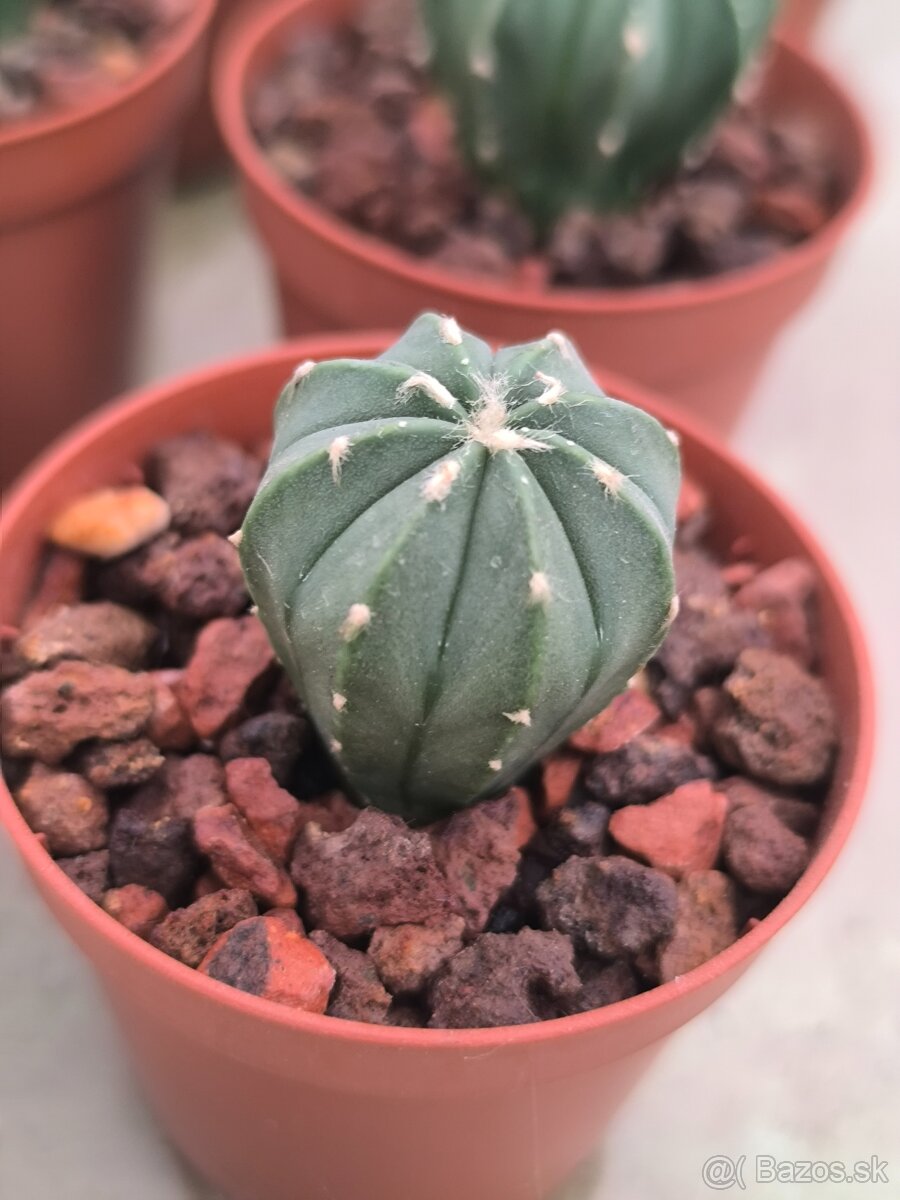 Kaktusy a sukulenty - 19
