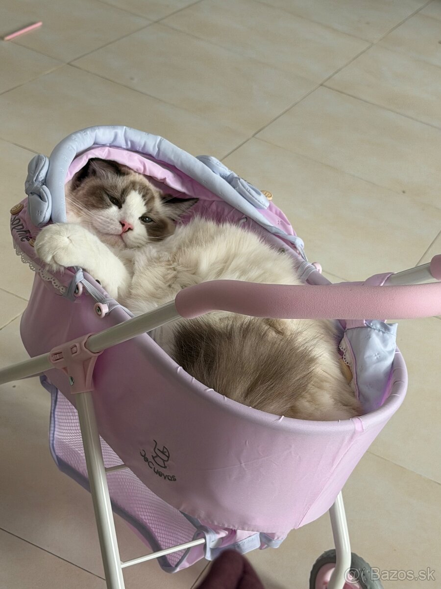 Mačiatka Ragdoll s PP - 19